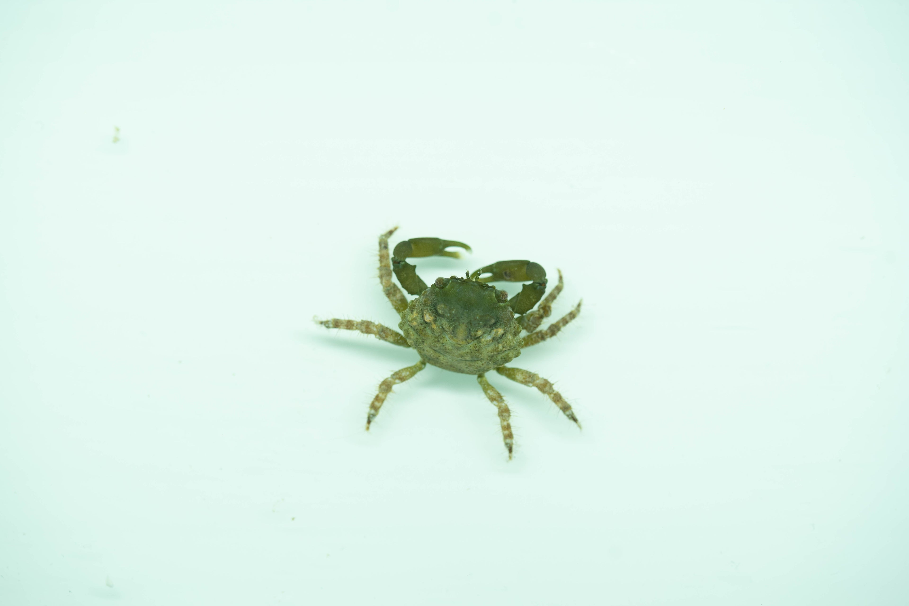 Mitrhax sculptus/Araignée de mer verte