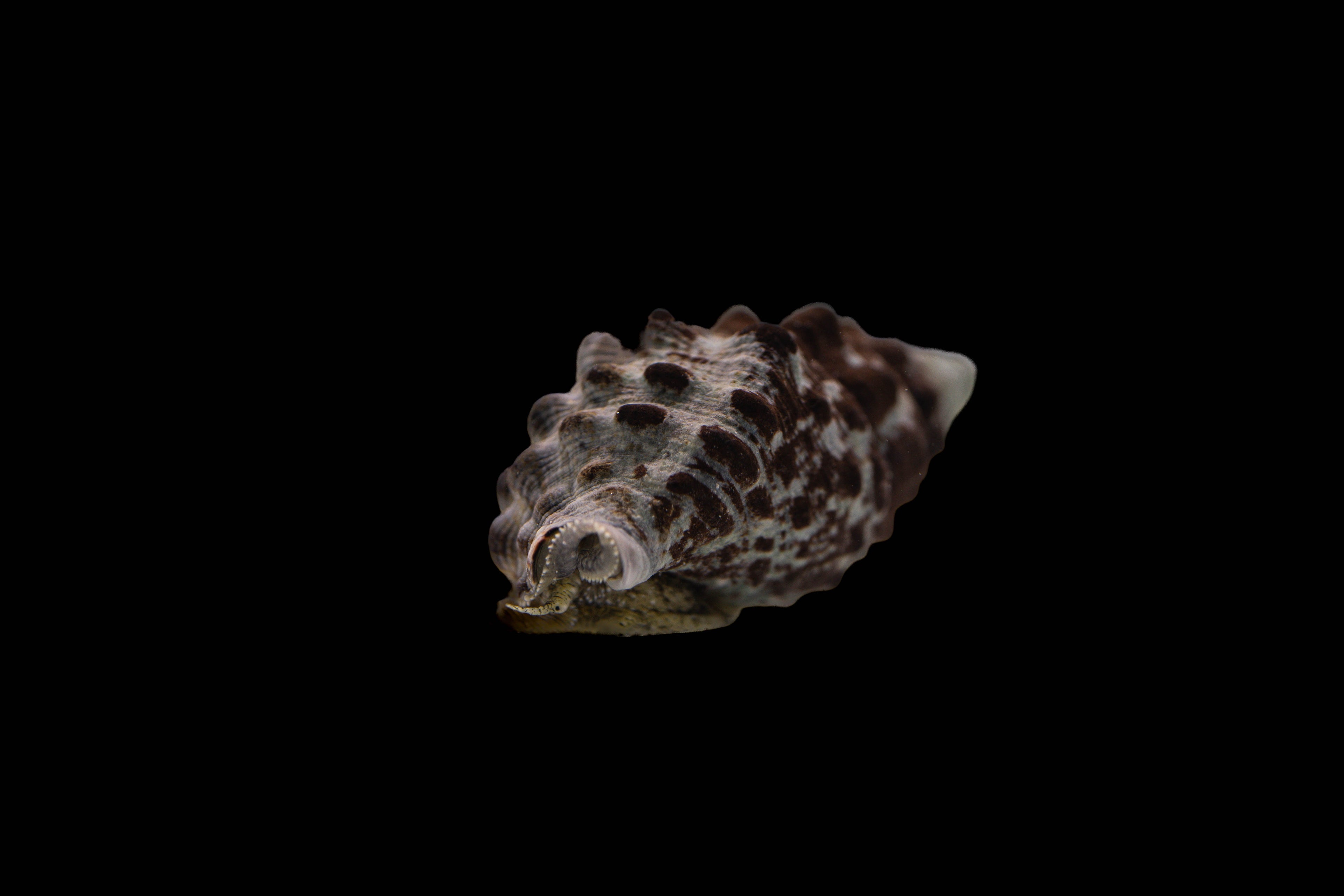 10 x Cerithium caeruleum - Cyanofressende Nadelschnecke